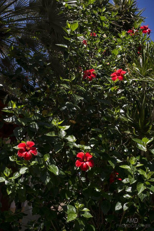 Los Flamingos Bed and Breakfast La Maddalena  Exterior foto